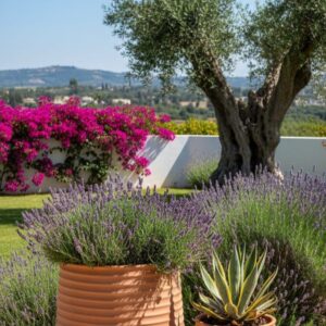 סט כדים - עציצים 2 יחידות טרקוטה אדומה