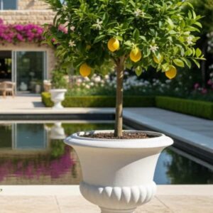 כד בצבע לבן מעוצב לגינה