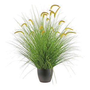 עשב נוי שיבולים