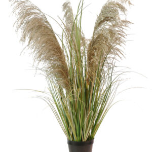 עשב נוי פמפס - קנה מצוי