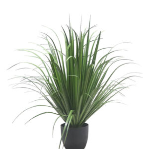 עשב נוי דיאנלה